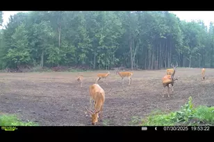 360 12 Mile Rd, Remus, MI 49340 - Photo 68