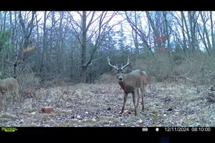 360 12 Mile Rd, Remus, MI 49340 - Photo 64