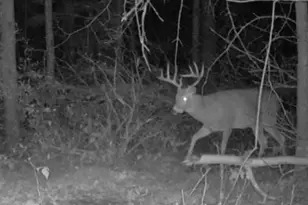 360 12 Mile Rd, Remus, MI 49340 - Photo 106