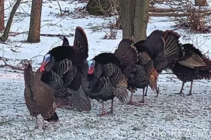 7358 Willowwood Dr NE, Belmont, MI 49306 - Photo 34