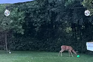 3604 Platt Rd, Ann Arbor, MI 48108 - Photo 44