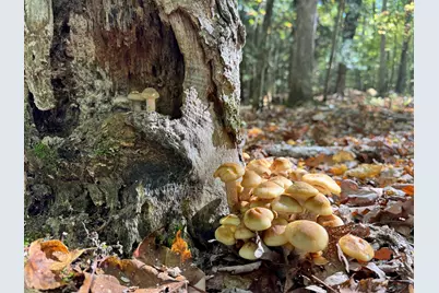 10652 N River Road #E, Irons, MI 49644 - Photo 8