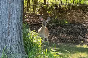 4080 Joanne Ct, Ann Arbor, MI 48103 - Photo 88