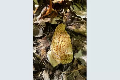 10345 Red Oak Ridge, Howard City, MI 49329 - Photo 74