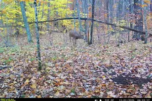 10345 Red Oak Ridge, Howard City, MI 49329 - Photo 88