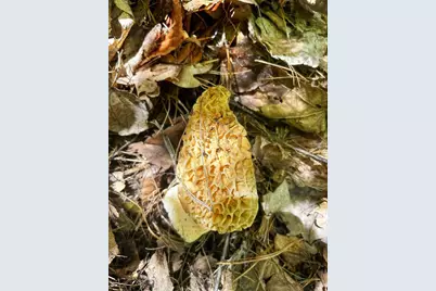 10345 Red Oak Ridge, Howard City, MI 49329 - Photo 88