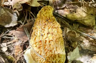 10345 Red Oak Ridge, Howard City, MI 49329 - Photo 88