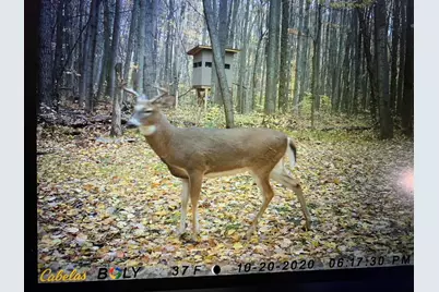 40+/- Acres 48th Street, Chase, MI 49623 - Photo 24