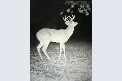 40+/- Acres 48th Street, Chase, MI 49623 - Photo 16