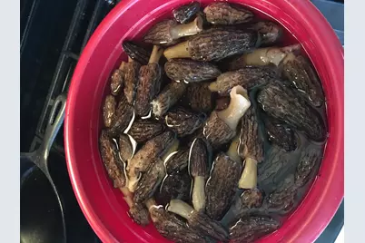 40+/- Acres 48th Street, Chase, MI 49623 - Photo 20