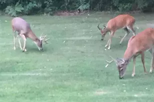 7050 N Poplar Rd, Free Soil, MI 49411 - Photo 40