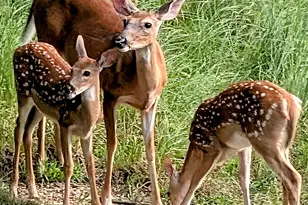 9562 S Rainbow Lake Dr, Baldwin, MI 49304 - Photo 32