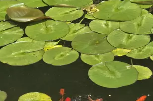 1761 Edgewood Ave SE, Grand Rapids, MI 49506 - Photo 46