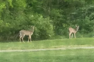 23536 Forest Shores Dr, Cassopolis, MI 49031 - Photo 42