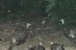 52960 Co Rd 380, Grand Junction, MI 49056 - Photo 46