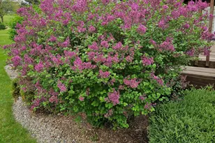 19836 Queens Ct, Manchester, MI 48158 - Photo 42