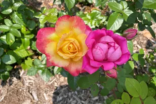 3242 Primrose Ln, Ypsilanti, MI 48197 - Photo 18