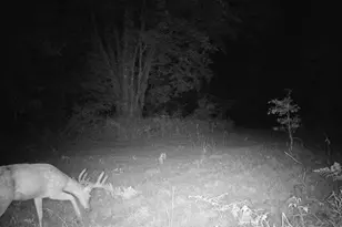 11401 Little George Lake Rd, Gladwin, MI 48624 - Photo 76