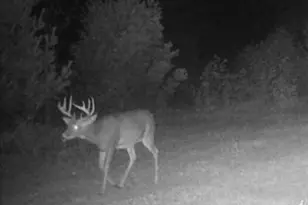 11401 Little George Lake Rd, Gladwin, MI 48624 - Photo 90
