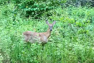 18610 M 86, Three Rivers, MI 49093 - Photo 122