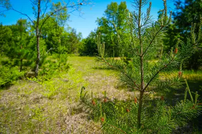 Parcel C Niemi Road, Kaleva, MI 49645 - Photo 18