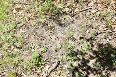 003 E Greenwood Road, Prescott, MI 48756 - Photo 18