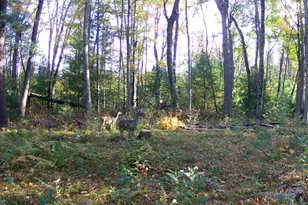 4393 E 8th St, White Cloud, MI 49349 - Photo 74