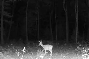 4393 E 8th St, White Cloud, MI 49349 - Photo 70