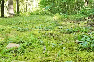 899 E 8th St, White Cloud, MI 49349 - Photo 60