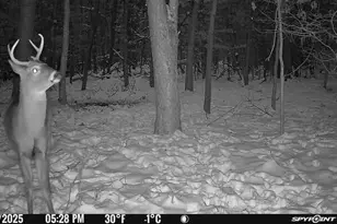 13113 Pinewood St NE, Gowen, MI 49326 - Photo 32