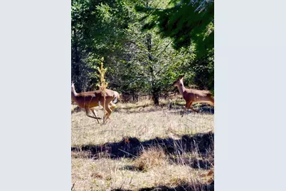 V/L Bischoff Road, Arcadia, MI 49613 - Photo 8
