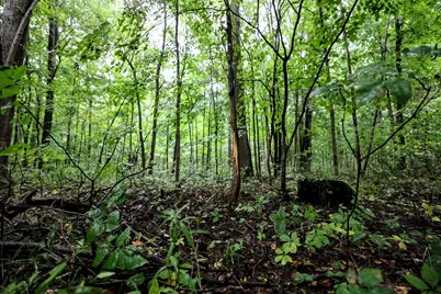 Vl 22 Mile Road, Homer, MI 49245 - Photo 4