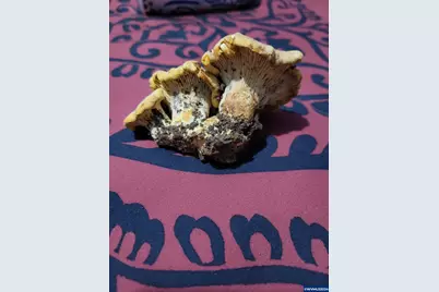 356 White Oak Dr, Cave Junction, OR 97523 - Photo 22