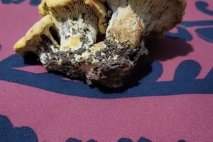 356 White Oak Dr, Cave Junction, OR 97523 - Photo 22