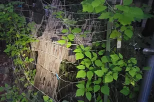 356 White Oak Dr, Cave Junction, OR 97523 - Photo 28