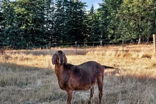 37658 S Hwy 213, Mount Angel, OR 97362 - Photo 44