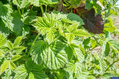 3372 River Bend Rd NW, Salem, OR 97304 - Photo 28