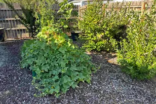 4638 Sunflower Way NE, Salem, OR 97305 - Photo 30