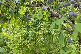 38115 Scravel Hill Rd NE, Albany, OR 97322 - Photo 24