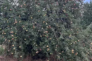 5720 NE Duniway Rd, Dayton, OR 97114 - Photo 34