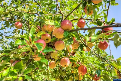 96100 Territorial Hwy, Monroe, OR 97456 - Photo 40