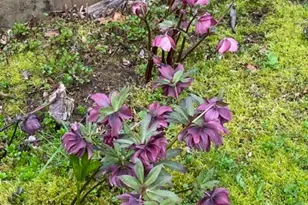 936 Kingwood Dr NW, Salem, OR 97304 - Photo 36