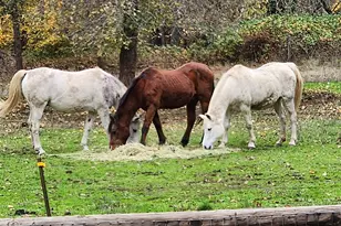 9740 Upper Olalla Rd, Winston, OR 97496 - Photo 26