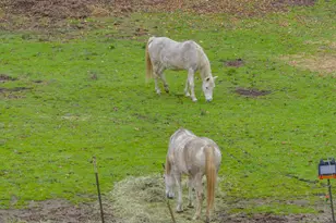 9740 Upper Olalla Rd, Winston, OR 97496 - Photo 28