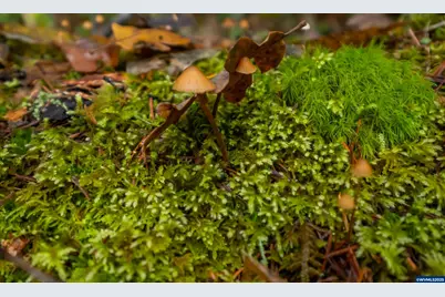 9740 Upper Olalla Rd, Winston, OR 97496 - Photo 30