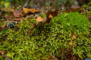 9740 Upper Olalla Rd, Winston, OR 97496 - Photo 30