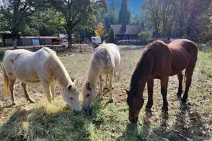 9740 Upper Olalla Rd, Winston, OR 97496 - Photo 26
