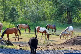9740 Upper Olalla Rd, Winston, OR 97496 - Photo 24