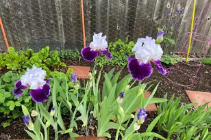 961 NW Ironwood Ave, Corvallis, OR 97330 - Photo 50