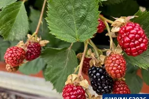 2723 Oakland Lp SE, Salem, OR 97317 - Photo 30